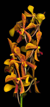 The BYU-Idaho Flower Shop provides a wide variety of beautiful flowers and floral design.