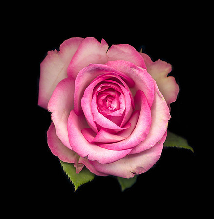 The BYU-Idaho Flower Shop provides a wide variety of beautiful flowers and floral design.