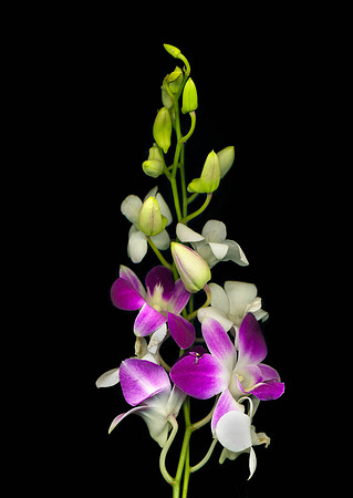 The BYU-Idaho Flower Shop provides a wide variety of beautiful flowers and floral design.