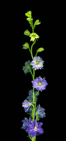 The BYU-Idaho Flower Shop provides a wide variety of beautiful flowers and floral design.