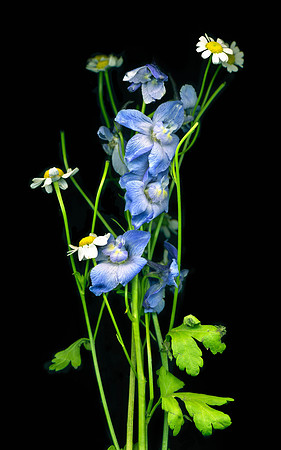 The BYU-Idaho Flower Shop provides a wide variety of beautiful flowers and floral design.