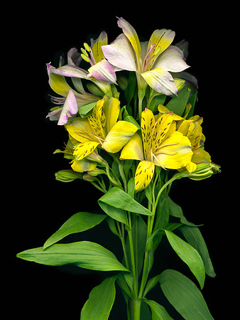 The BYU-Idaho Flower Shop provides a wide variety of beautiful flowers and floral design.