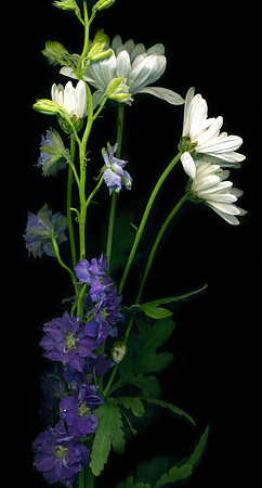 The BYU-Idaho Flower Shop provides a wide variety of beautiful flowers and floral design.