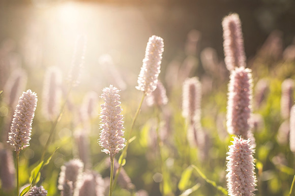 The sun beams down on some plants in the BYU-I gardens near the Taylor Building.