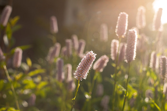 The sun beams down on some plants in the BYU-I gardens near the Taylor Building.