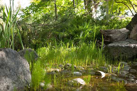 Light begins to slowly fill the Thomas E. Ricks Garden with light, one early morning.
