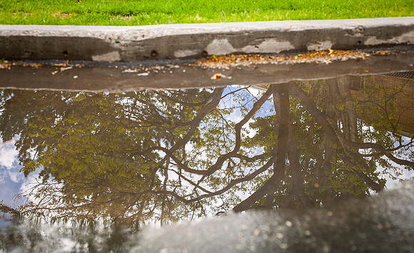 A tree reflects in a small puddle formed by rain during the Spring Semester.