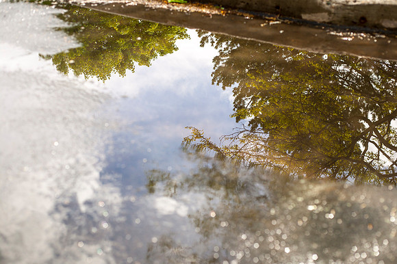 A tree reflects in a small puddle formed by rain during the Spring Semester.