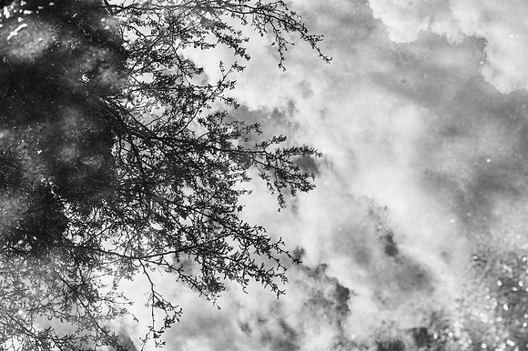 A tree reflects in a small puddle formed by rain during the Spring Semester.
