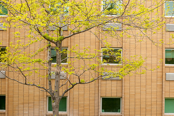 A tree outside the Biddulph Building.