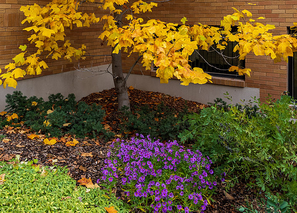 Campus with Autumn colors - Oct 2022