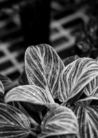 Campus During Fall - Oct 2025