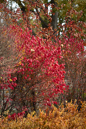 Campus During Fall - Oct 2025