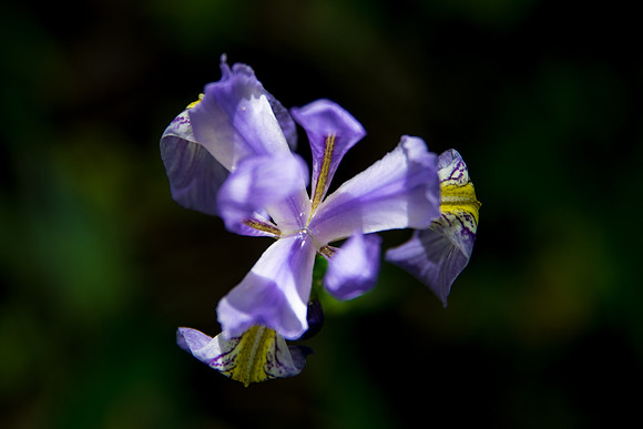 Flowers and plants in the Gardens enjoy the moisture after the morning spring rain,