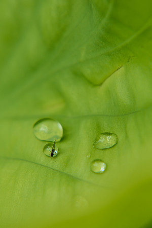 Flowers and plants in the Gardens enjoy the moisture after the morning spring rain,
