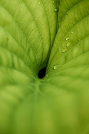 Flowers and plants in the Gardens enjoy the moisture after the morning spring rain,