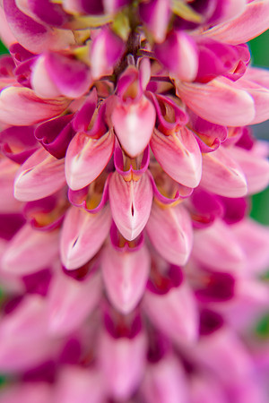 Flowers and plants in the Gardens enjoy the moisture after the morning spring rain,