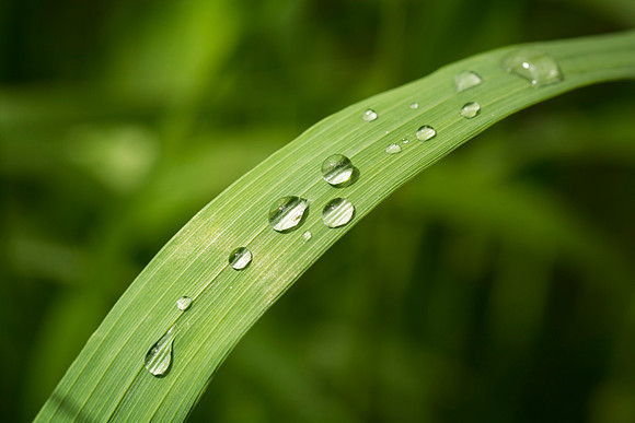 Water drops on a leaf in the gardens.