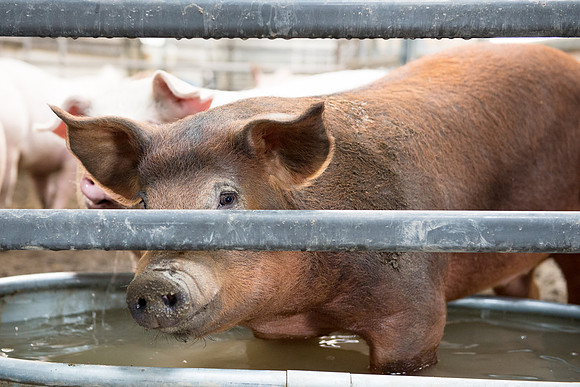 Livestock Center Pig- May 2015