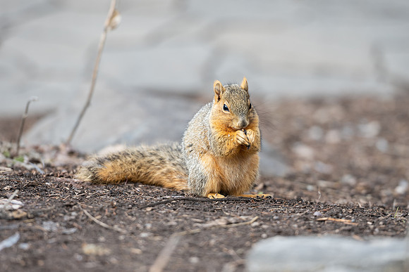 Campus Squirrel - March 2025