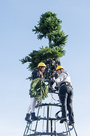Christmas Tree at the Taylor Quad.