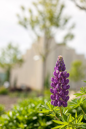 Plants found on the Taylor Quad during the Spring Semester.