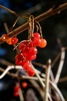 Berries - Nov 2025