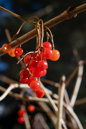 Berries - Nov 2025