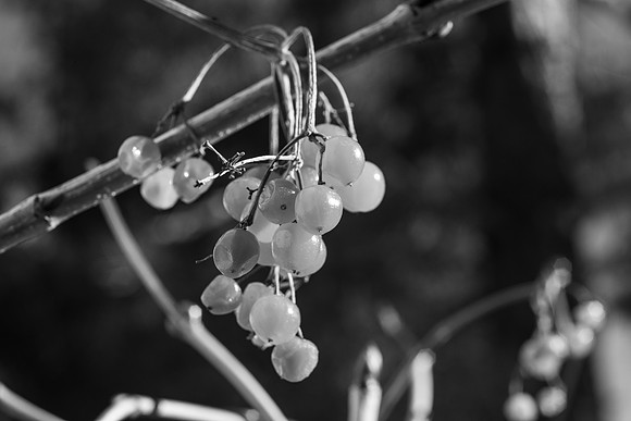 Berries - Nov 2025
