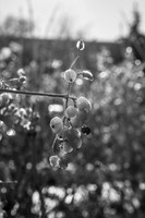 Berries - Nov 2025
