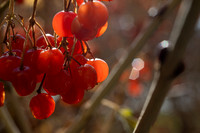 Berries - Nov 2025