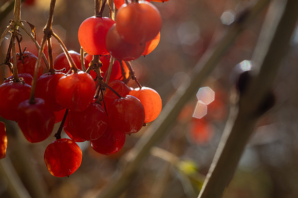Berries - Nov 2025