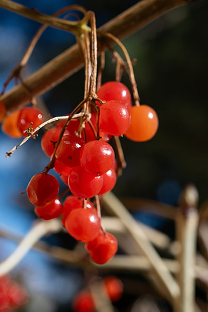 Berries - Nov 2025