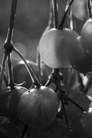 Berries - Nov 2025