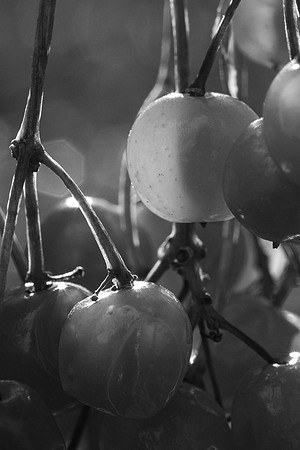 Berries - Nov 2025