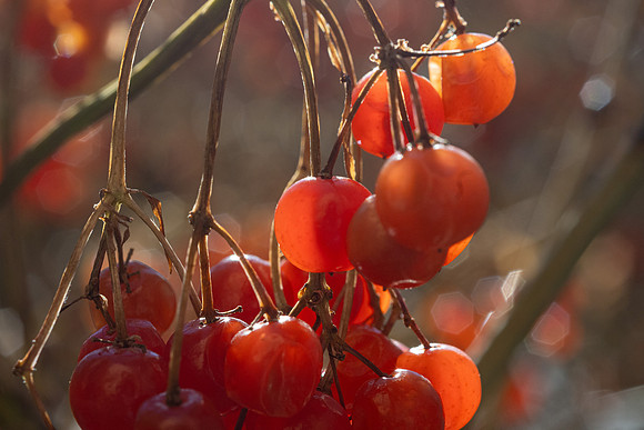 Berries - Nov 2025
