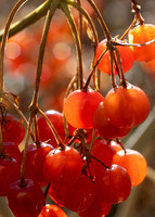 Berries - Nov 2025