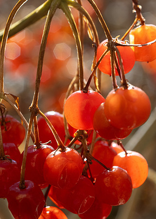 Berries - Nov 2025