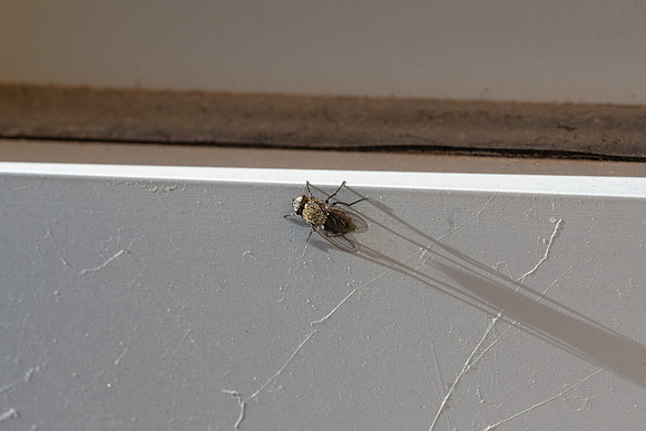 Fly - Nov 2025