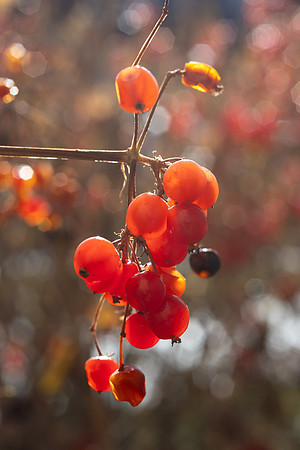 Berries - Nov 2025