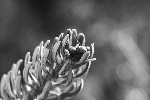 Tree Branch - Nov 2025