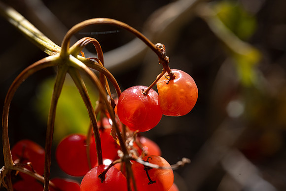 Berries - Nov 2025
