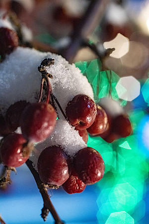 Campus Christmas Lights - Dec 2025