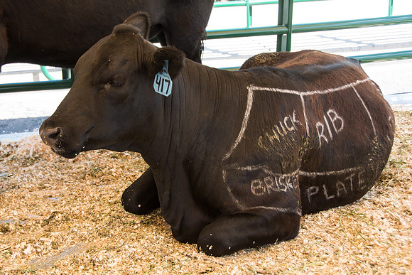 AG Days is a great opportunity for BYU-Idaho students and community to come get a hands on educational experience with agriculture.