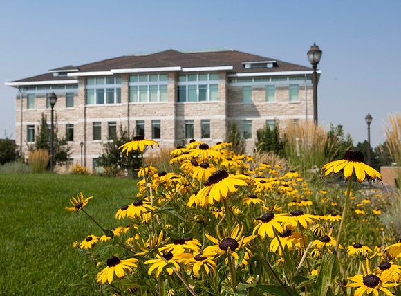 Yellow daisy flowers on campus with south face of Spori Building in background