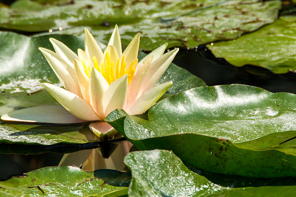 Lillipads and flowers in the Beaver Pond.