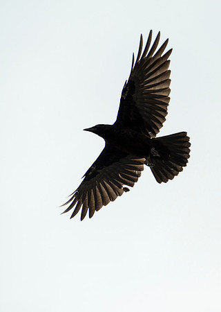 Black Bird