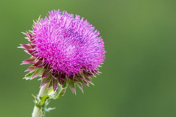 Wildflowers at the BYU-Idaho Outdoor Learning Center.