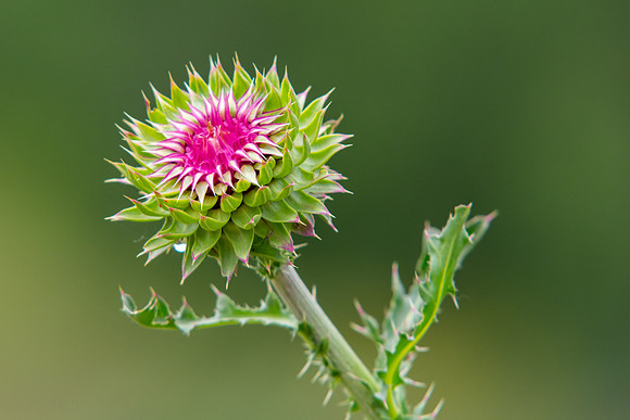 Wildflowers at the BYU-Idaho Outdoor Learning Center.