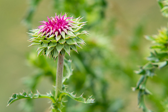 Wildflowers at the BYU-Idaho Outdoor Learning Center.